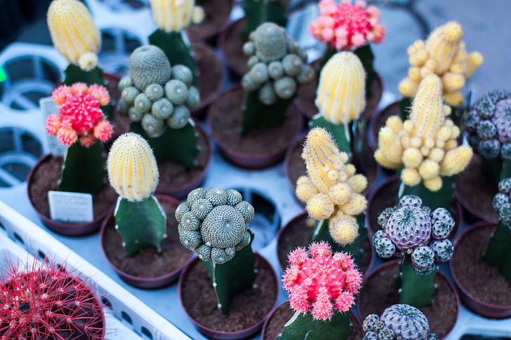 Cactus, plante à fleurs, plantes, plantes en pot, variation, aucun peuple, fleur