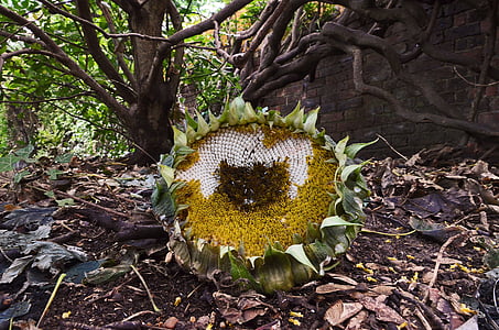 sunflower, dead, leaves, autumn, england, tree, nature