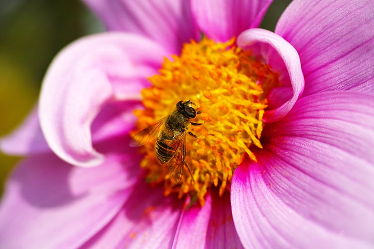 hoverflies, Cosmos, virágpor, makró, méh, rovar, természet