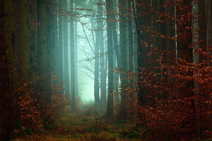 trees, plant, forest, fog, cold, weather, outdoor