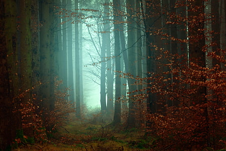 дерева, завод, ліс, туман, холодної, погода, відкритий