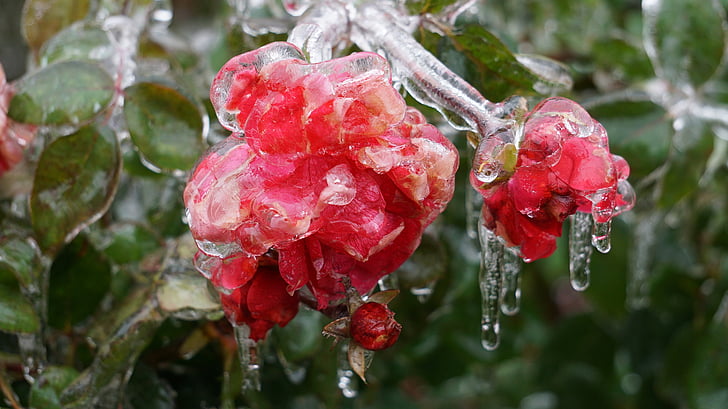 zimno, lód, zimowe, gałązki, krople wody, drzewo, Róża