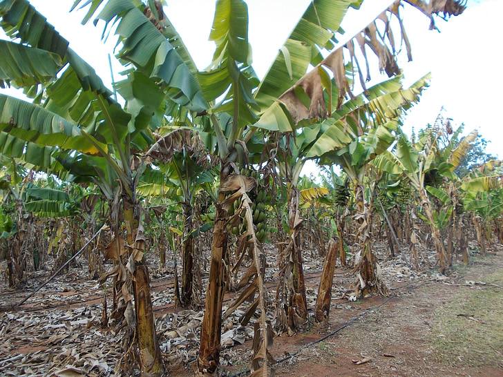 plantación de banano, África, naturaleza