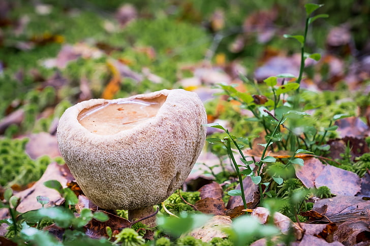 houby, Les, podzim, hnědá, Příroda, houby, tráva