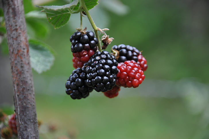 red, black, green, mulberry, blackberry, nostalgia, bokeh