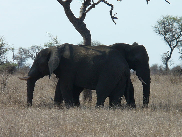 Sydafrika, Kruger park, elefant, ferie
