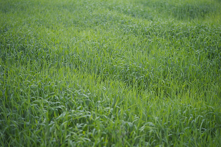 campo de milho, início do verão, verde, GRADD, campo, Verão, superfície
