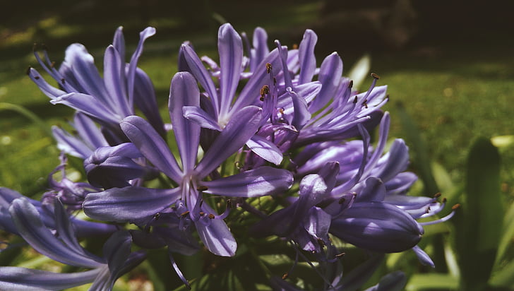 Flora, květiny, levandule, Příroda