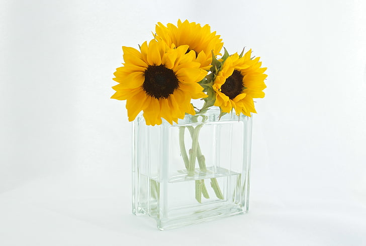 fleurs, tournesols, vase, jaune