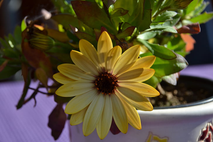flower, close, blossom, bloom, yellow, plant, macro