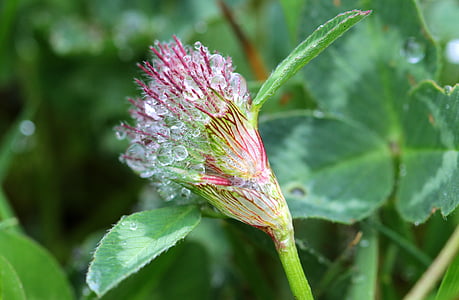 Klee, Trifolium, trifoglio rosso, fiore di trifoglio di insorgenza, Trifolium pratense, fiore appuntito, viola