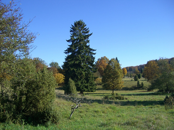 秋, härtsfeld, カラフルです, 木