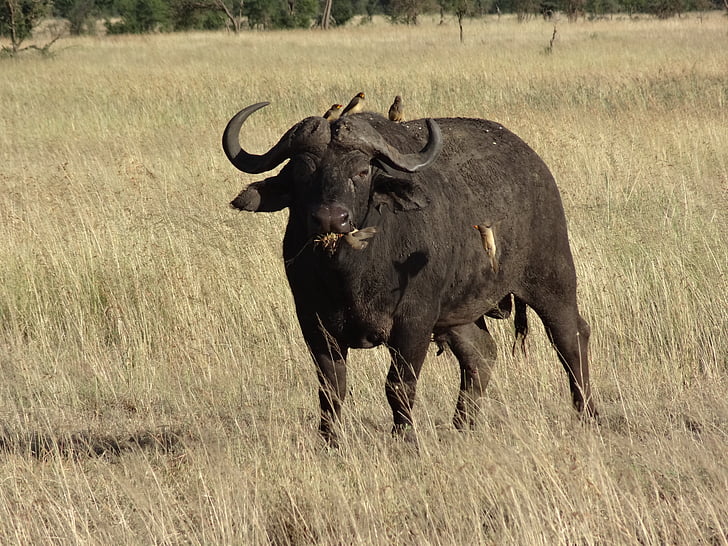búfalo, Sabana, animales
