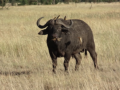 Buffalo, Savanna, dzīvnieki
