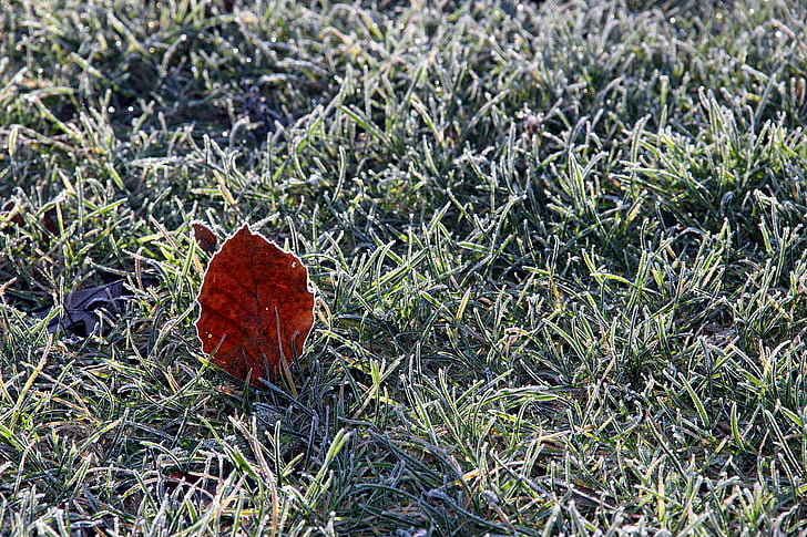 зимни, лист, природата, зрели, лед, трева, червен
