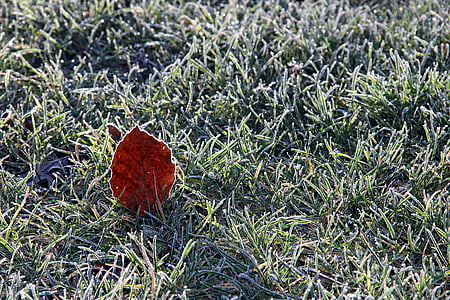 inverno, foglio, natura, maturi, ghiaccio, erba, rosso