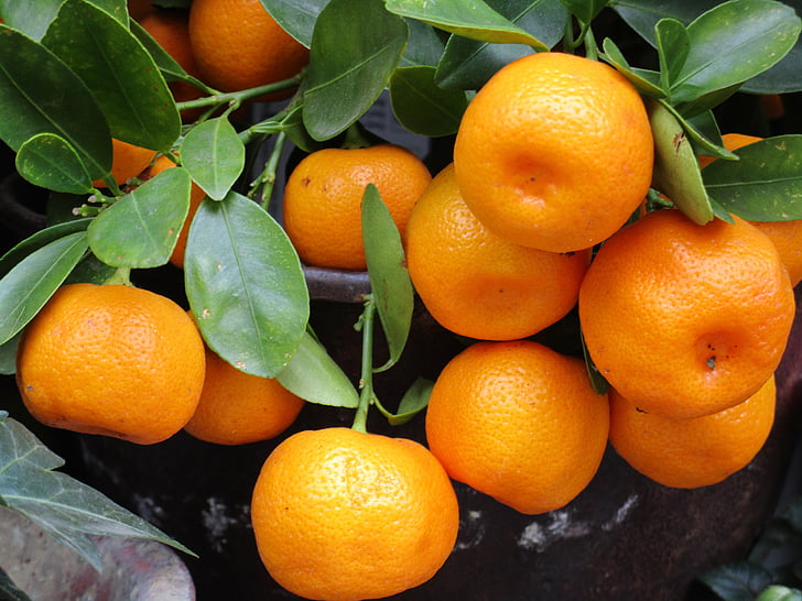 frutta, mandarino, arancio, fresco, sano, cibo, mandarino