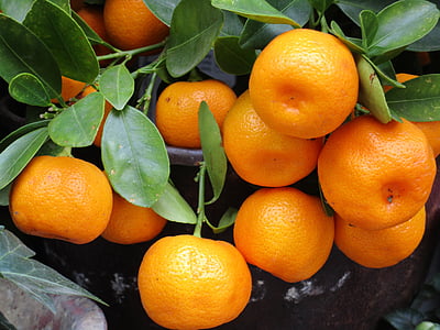 fruit, mandarin, orange, fresh, healthy, food, tangerine