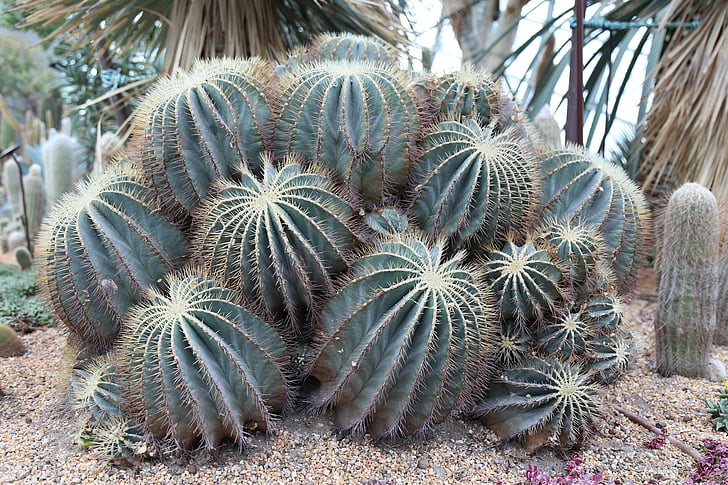 piante, natura, Cactus