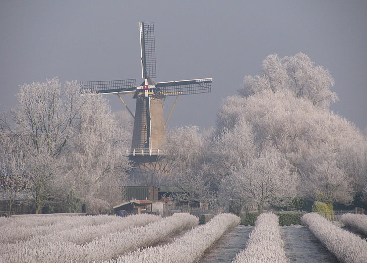 Mill, musim dingin, Berry hitam, matang, pemandangan musim dingin, bersejarah mill, heinkenszand