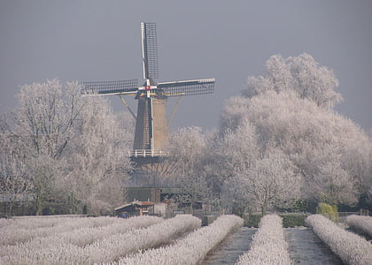 Mill, mùa đông, quả mọng màu đen, chín, phong cảnh mùa đông, lịch sử mill, heinkenszand