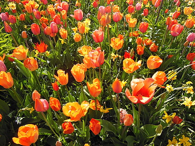 Pomladnega cvetja, Gomoljasti rastline, tople barve, ozadje, tulipani, dvojno tulipani, oranžna