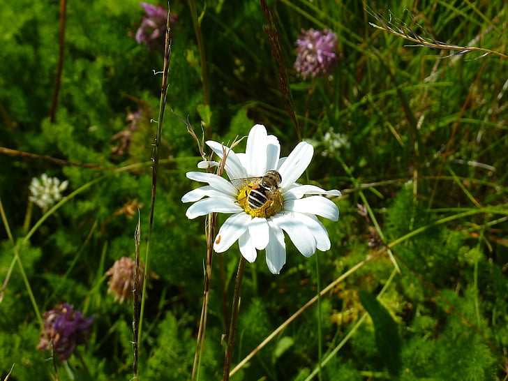 marguerite, bee, honey, forage, pollen, nature, insect