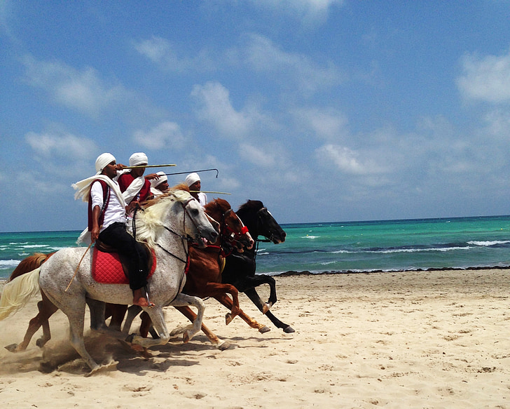 tunisia, djerba, horses, sea, ocean, water, sandy