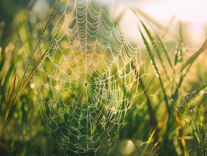 селективный, фокус, паук, s, веб, трава, Web-паук