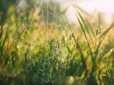 sélective, mise au point, araignée, s, Web, herbe, toile d’araignée