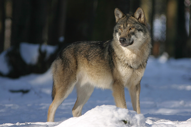 Wolf, dierentuin, Canis lupus, Canine, zoogdier, Wolven, wildlife fotografie