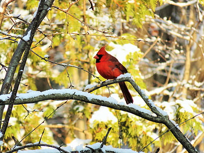 kardinal, hane, fågel, naturen, skogen, vilda djur, norra kardinal