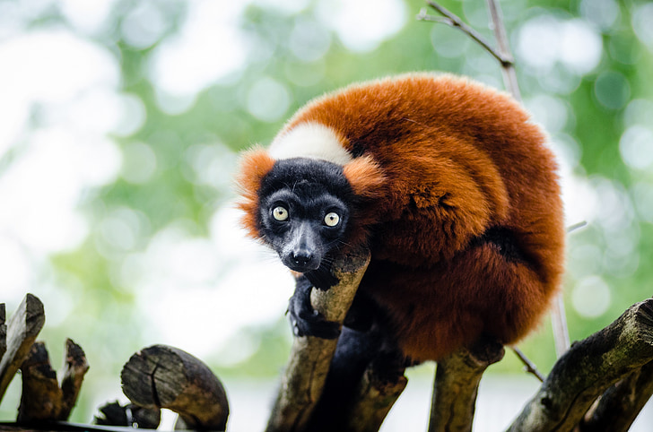 Vörös Vari, vadon élő állatok, Madagaszkár, természet, portré, sügér, keres