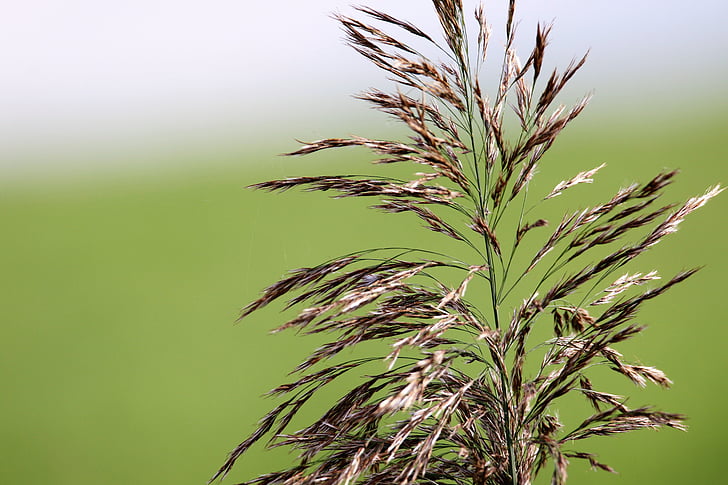 grass, seed, flower, green, nature, plant, agriculture