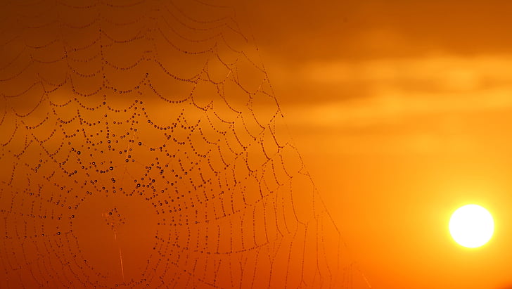 spider web, dew, sunrise, sky, place, drops, nature