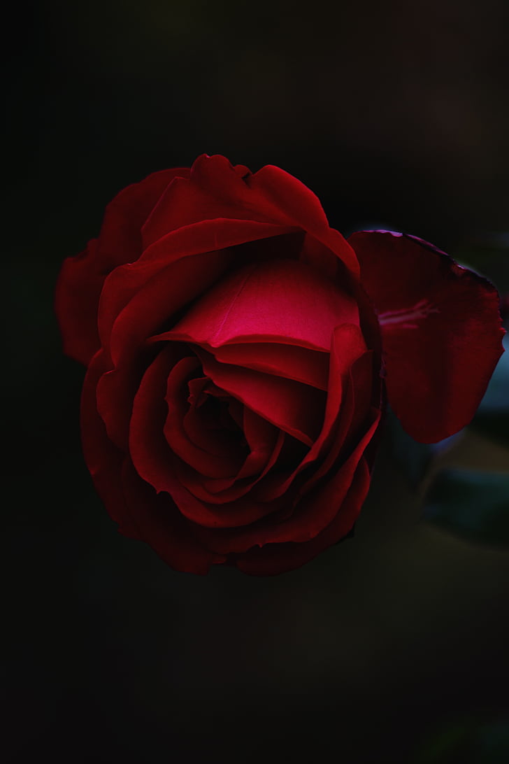 Rose, fleur, macro, rouge, romantique, Closeup, pétales