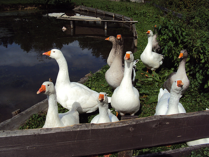 geese, birds, meadow bird, bird, animal, farm, goose