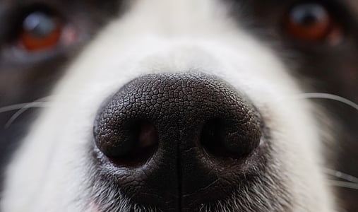 hond, neus, snuit, dier, hoofd, ogen, huisdier