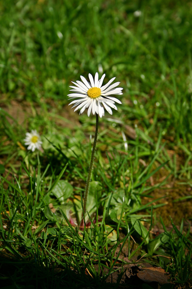 Daisy, virág, hegyes virág, Wild flower, tavaszi, természet, növény
