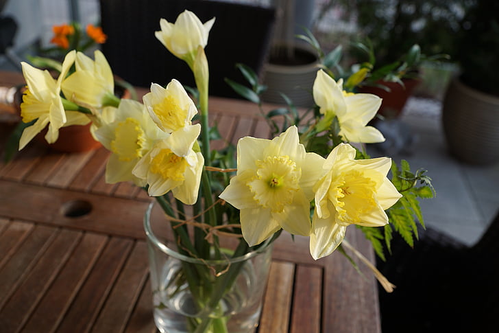 Narcissus, blomma, gul