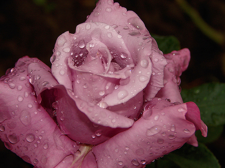 rose, flower, dew, drops, freshness, pink