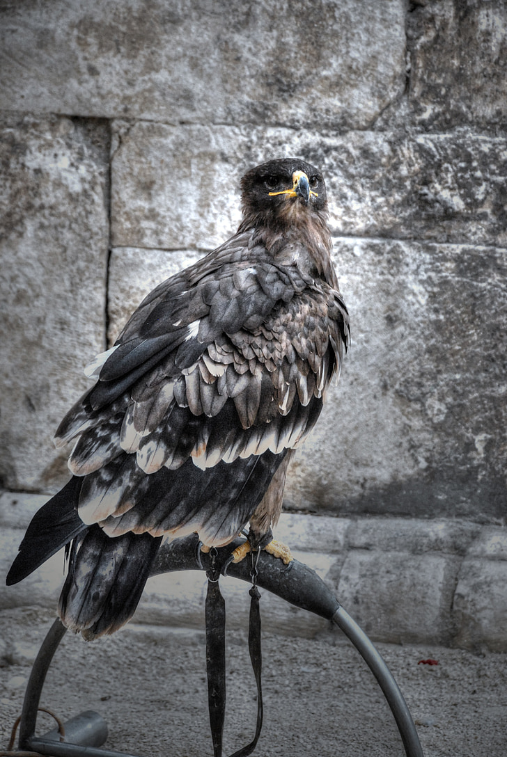 Raptor, Sulmona, Itálie