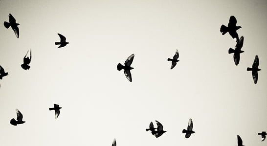 ptaki, gołębie, pływające, niebo, Dom, powietrza, latać
