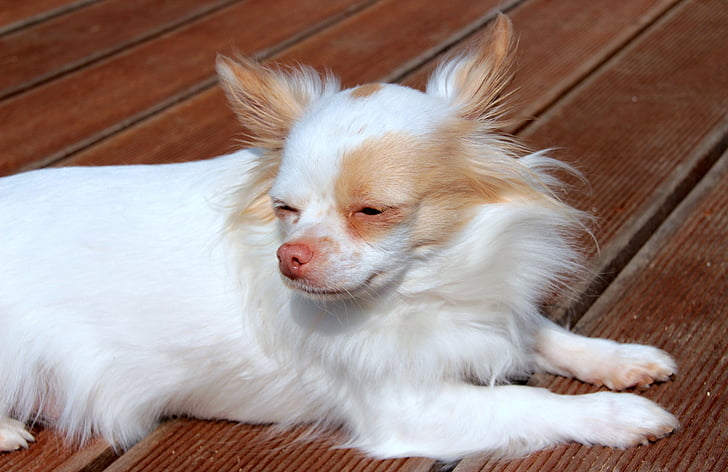 Chihuahua, hunden, langt hår chihuahua, liten, søt, liten hund, kjæledyr