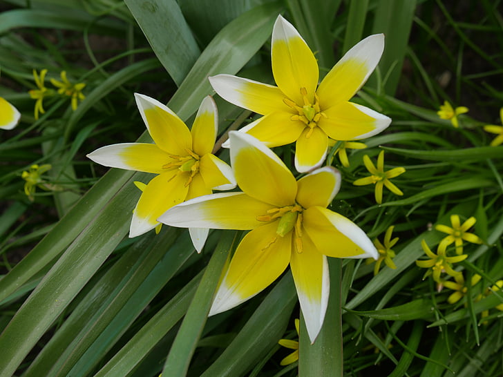 Azafranes, primavera, una flor amarilla, Closeup, naturaleza viva, flor hermosa, hermosas flores