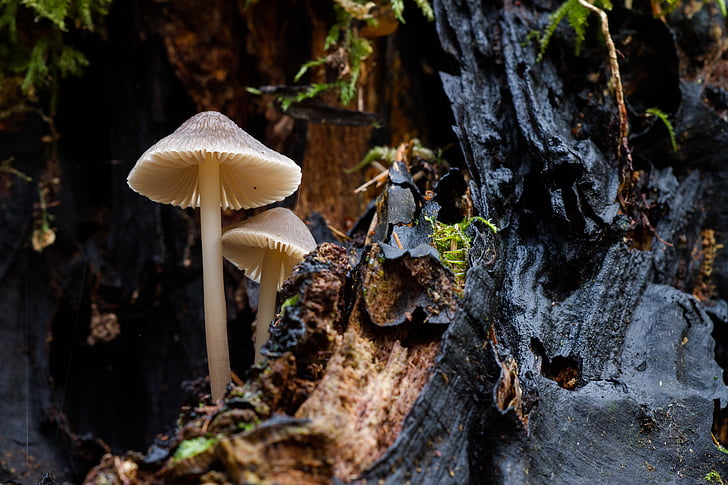 fungo, fungo di legno, spugna, Mini fungo, piccolo fungo, fungo, foresta