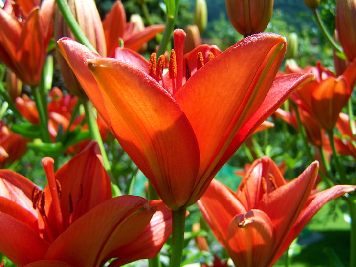 oranž-punane liilia, lilleaed, Suvine lill, loodus, Tulip, taim, lill
