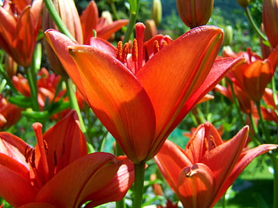 lirio naranja-rojo, jardín de flores, flor de verano, naturaleza, Tulip, planta, flor
