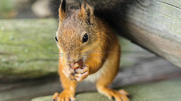 veverica, oreh, prosto živeče živali, živali, srčkano, Glodavci, jedo