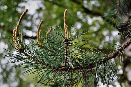 Pine, moottori, numerointi, männyn neulasia, Pine kasvihuonekaasujen, Länsi, kasvaa
